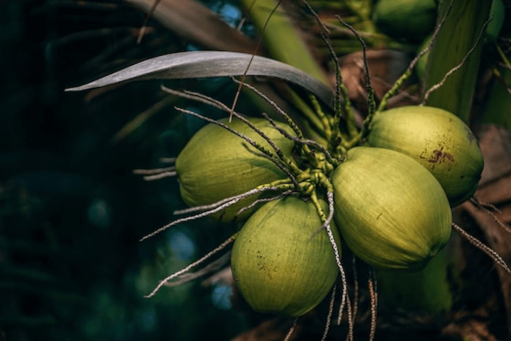 Coconut Fruit