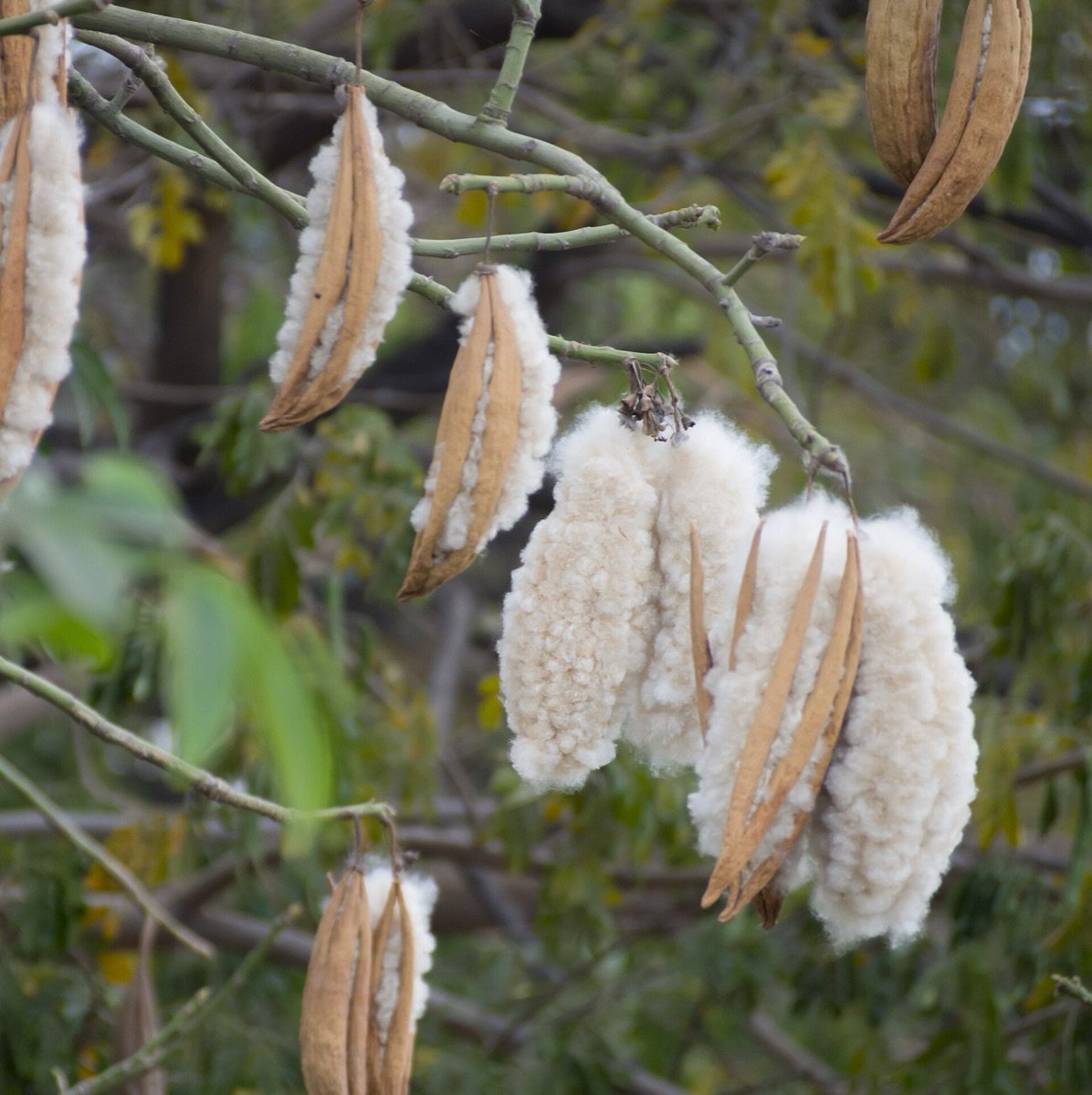 Kapok Fiber