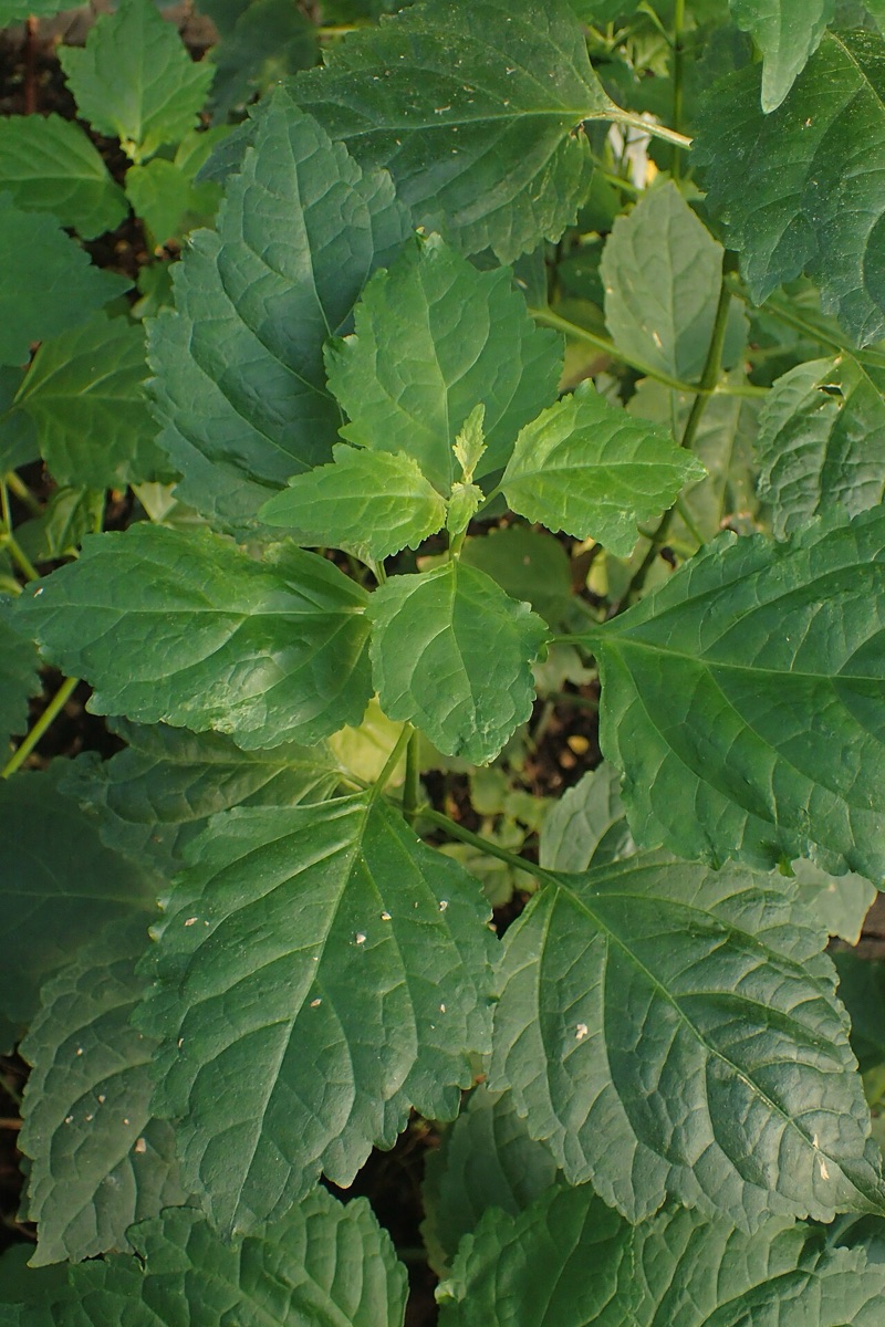 Patchouli Oil