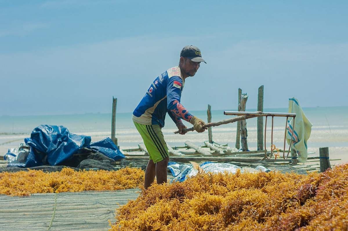 Seaweed